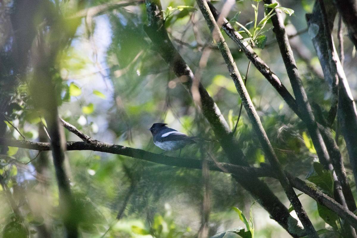 Kapmonarch - ML189151451