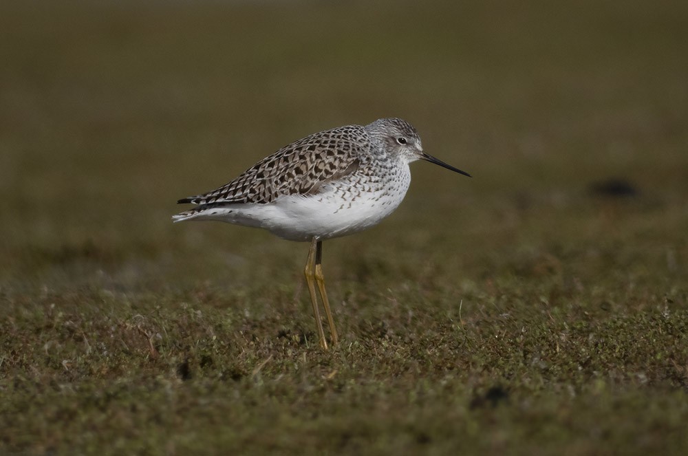 Marsh Sandpiper - ML189151651