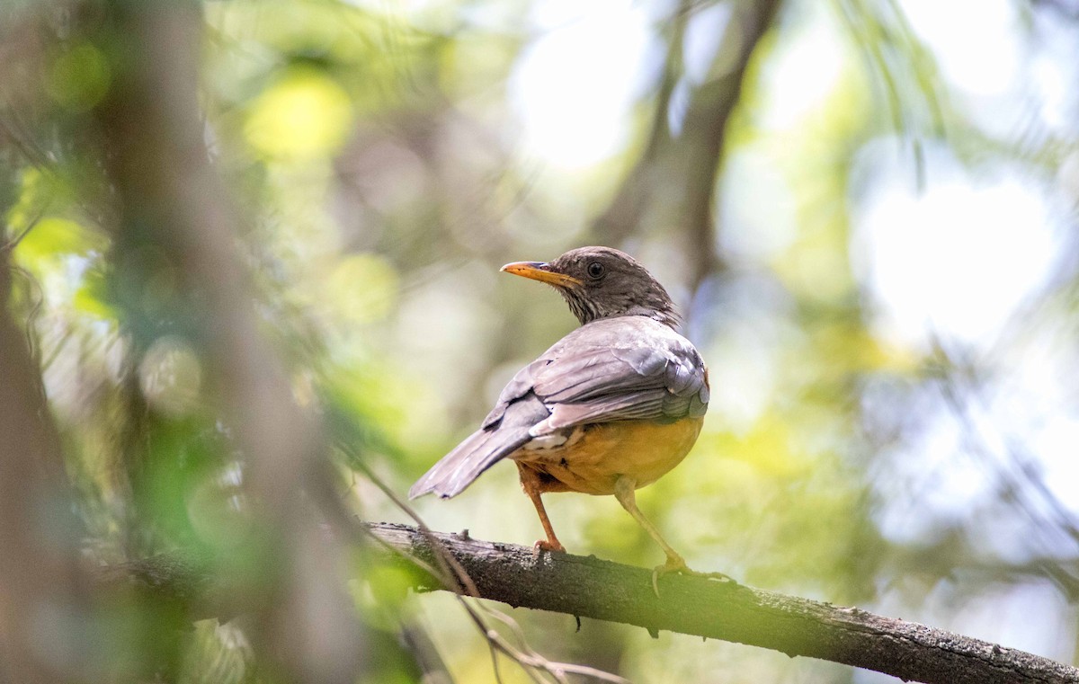 Kapdrossel - ML189152271