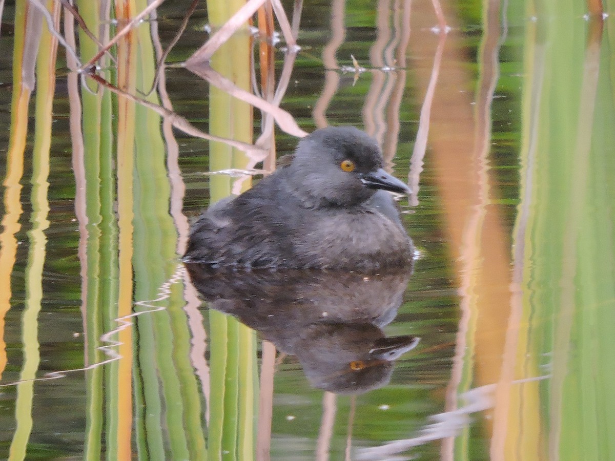Least Grebe - ML189153711