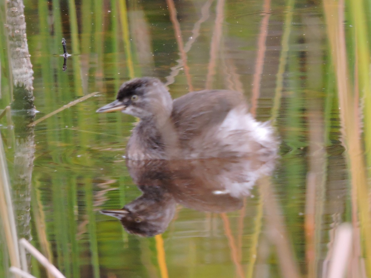 Least Grebe - Kathryn Cowdery