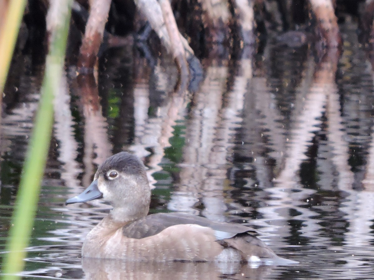 Ring-necked Duck - ML189154311