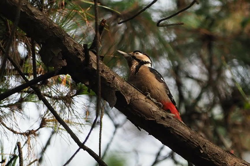 Great Spotted Woodpecker - Xueyan Guan
