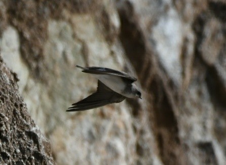 Pale Martin - ML189155621