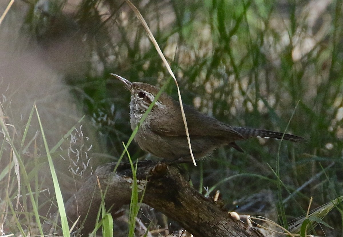 Bewick's Wren - ML189156081