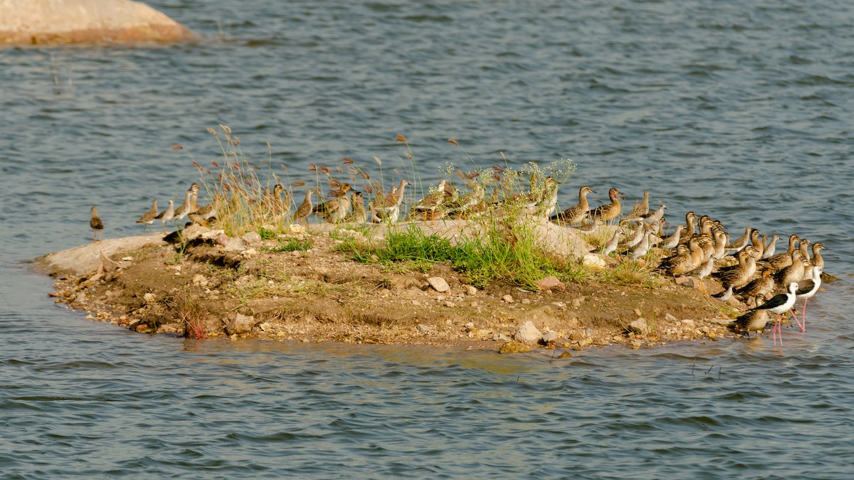 Garganey - ML189156721