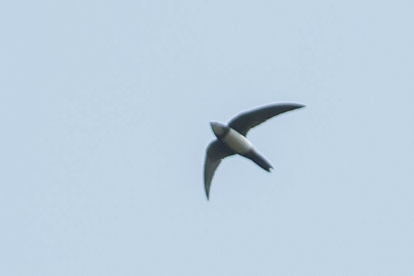 Alpine Swift - ML189157861