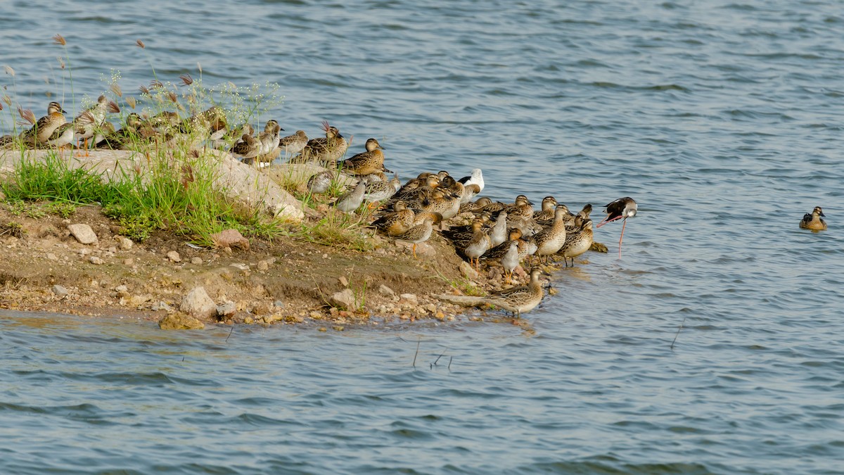 Garganey - ML189157941