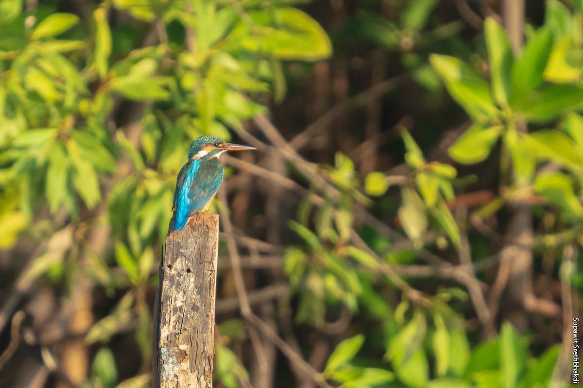 Common Kingfisher - ML189158831