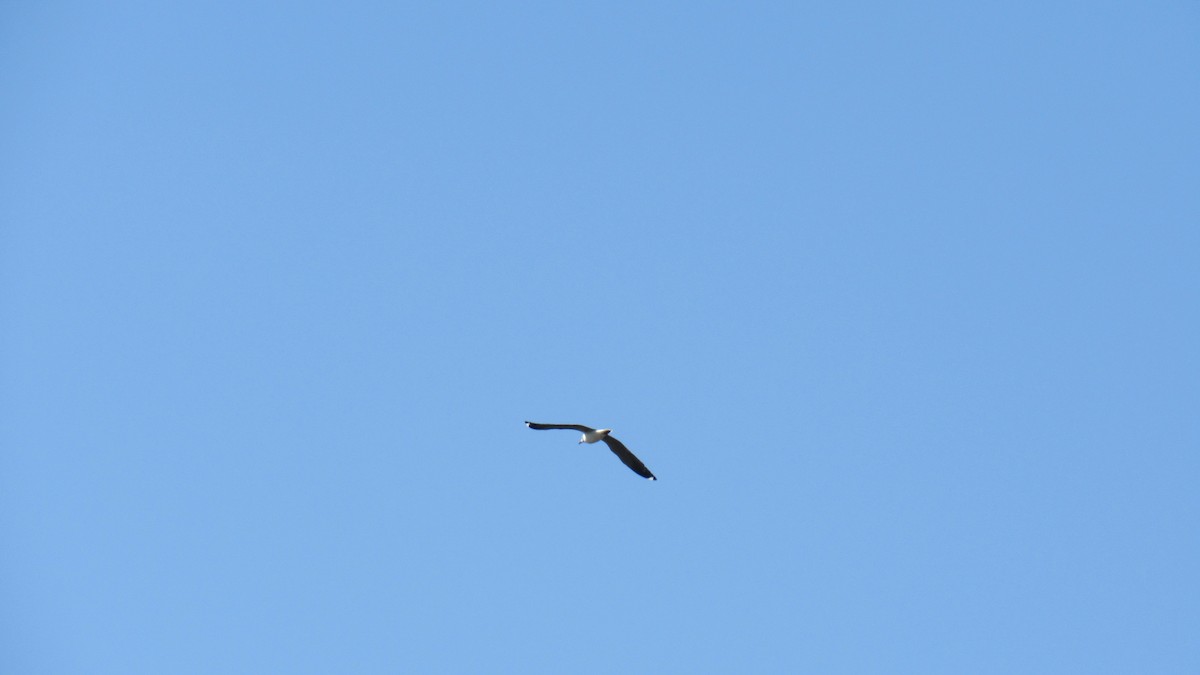 Gaviota Cabecigrís - ML189159411