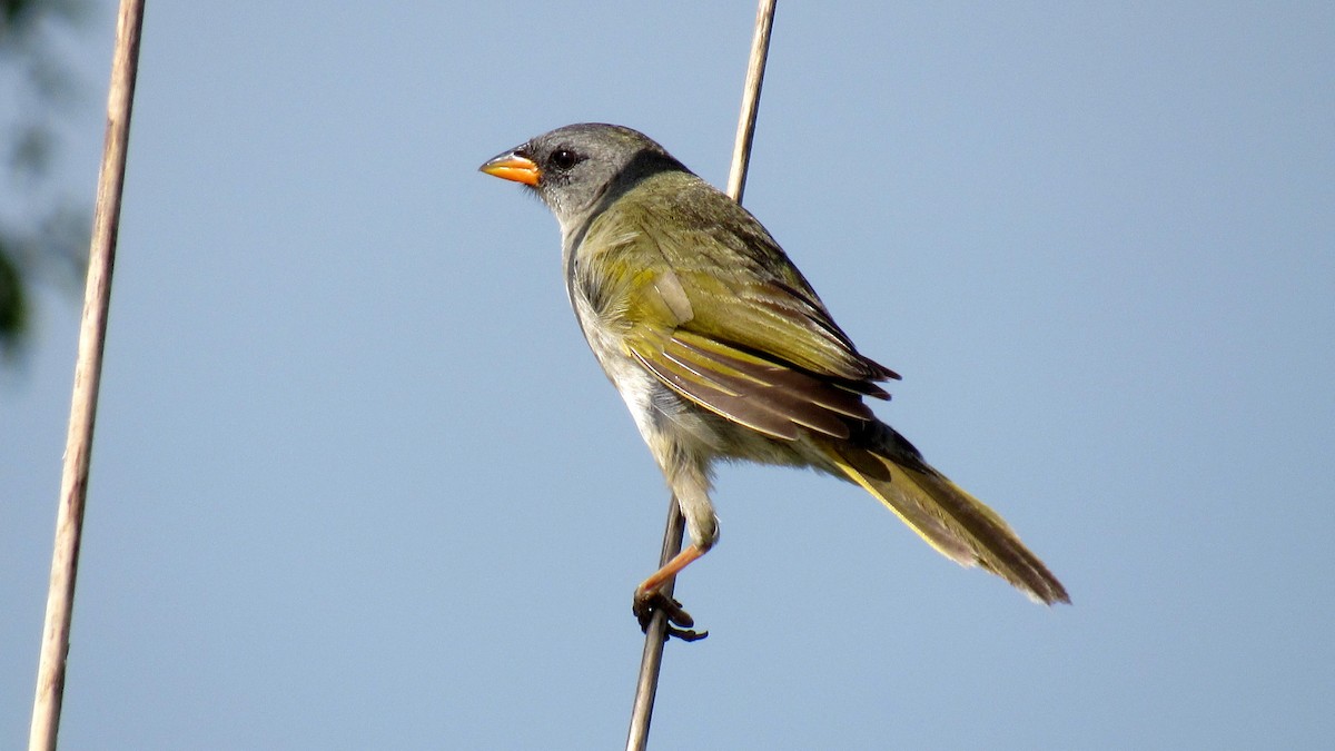 Great Pampa-Finch - ML189159931