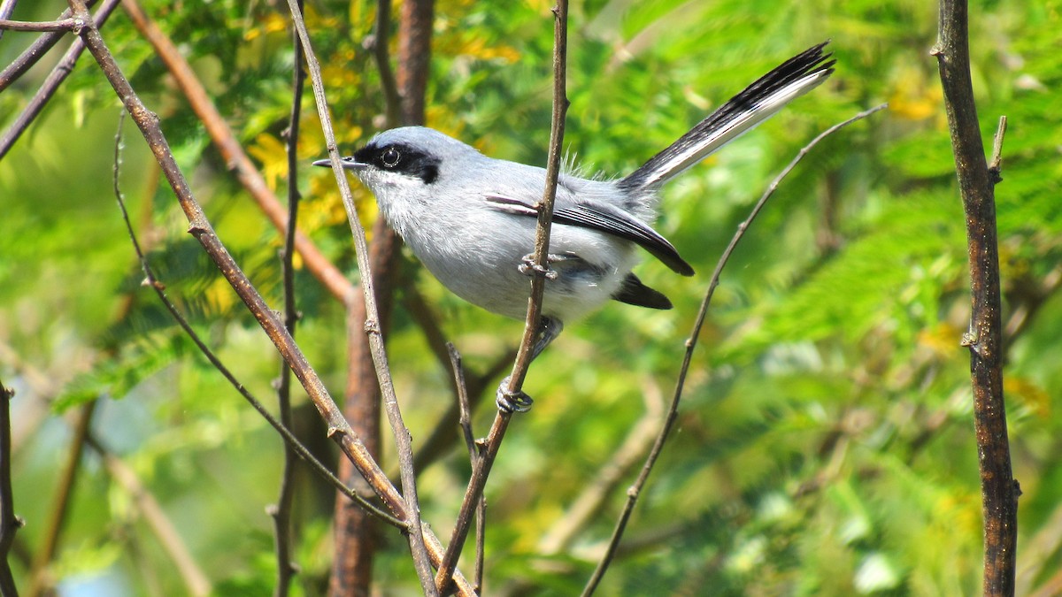 Masked Gnatcatcher - Luis  Weymar Junior