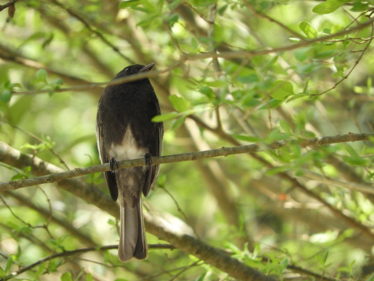 Black Phoebe - ML189160561