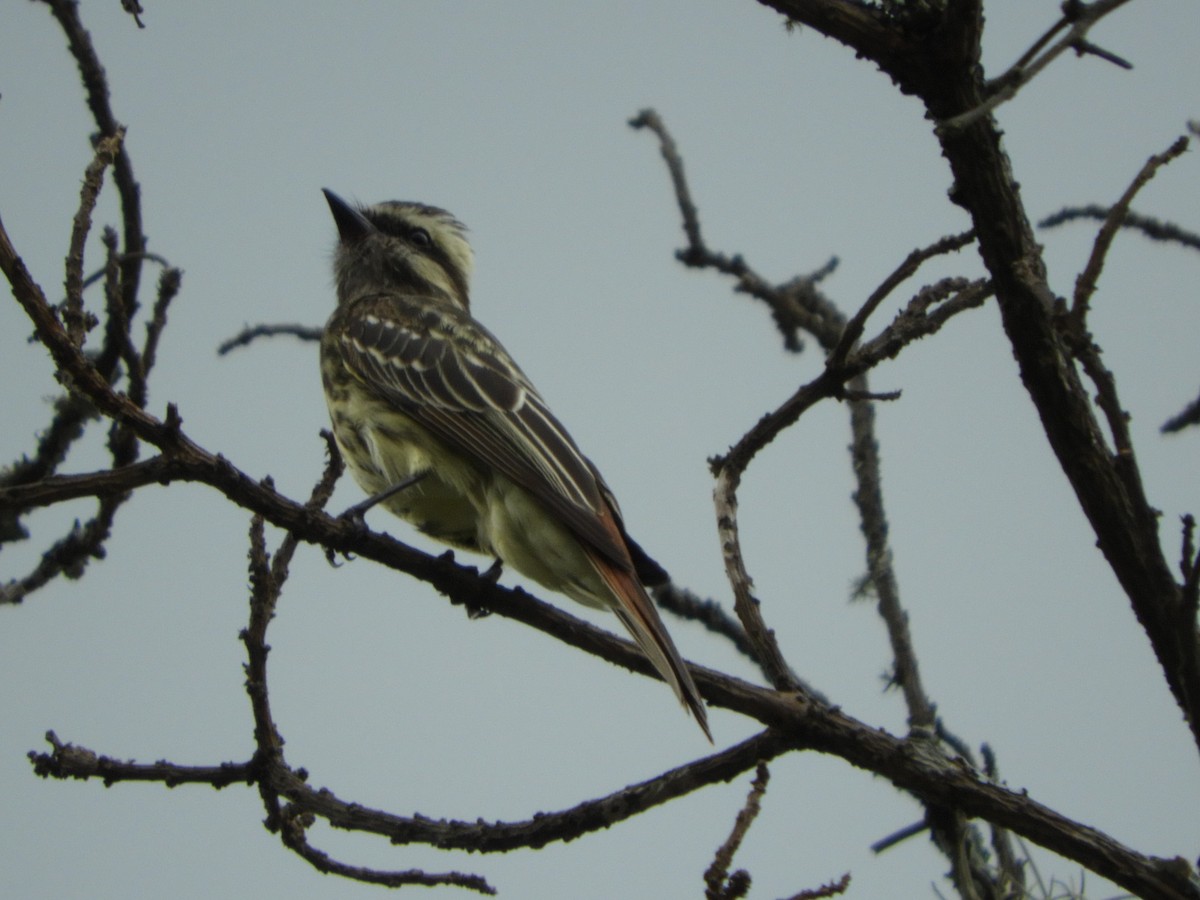 Variegated Flycatcher - ML189160571