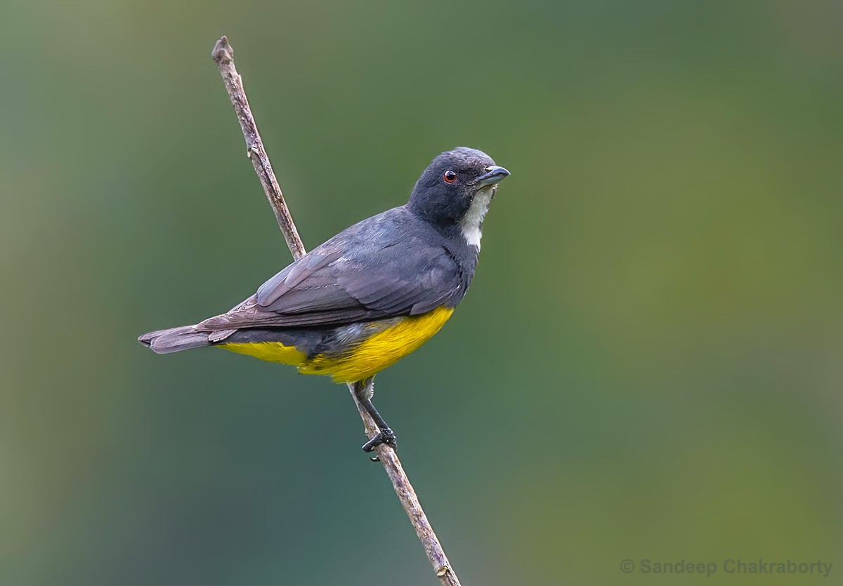 Yellow-bellied Flowerpecker - ML189160631