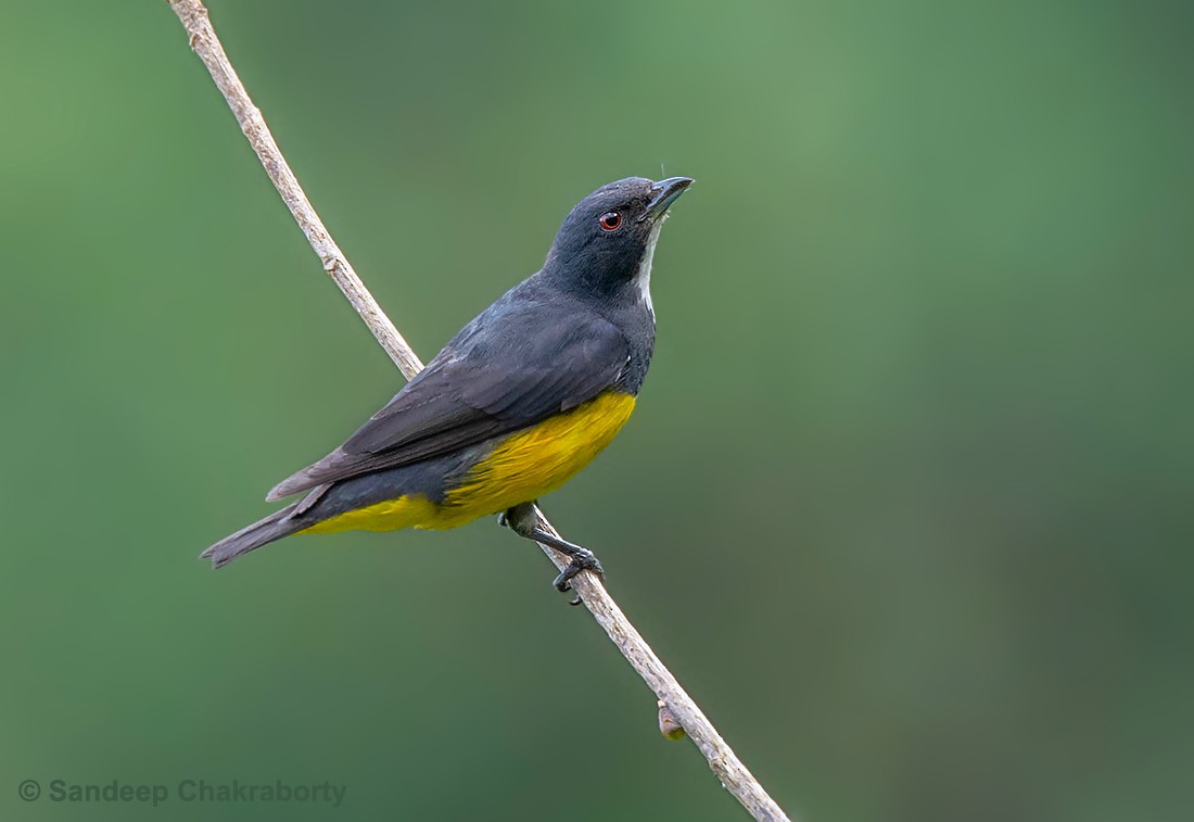 Yellow-bellied Flowerpecker - ML189160681