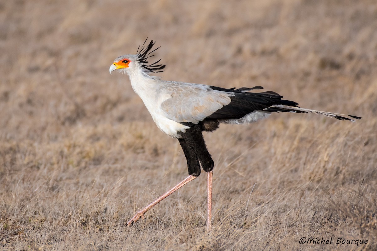 Secretarybird - Michel Bourque
