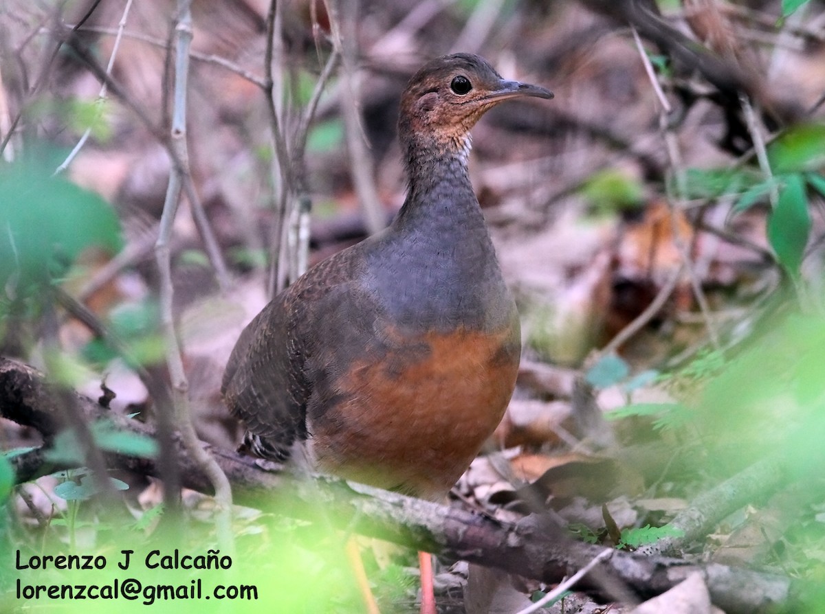 Tinamou à pieds rouges - ML189161461