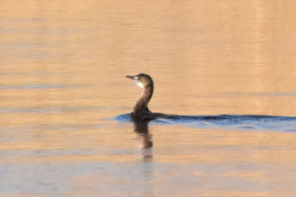 Pygmy Cormorant - ML189161831