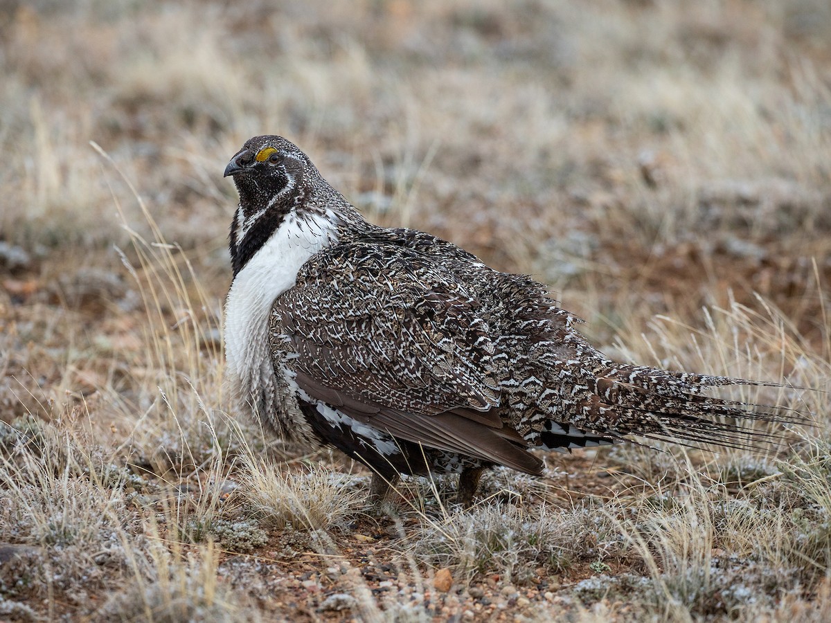 Greater Sage-Grouse - Ryan Jones