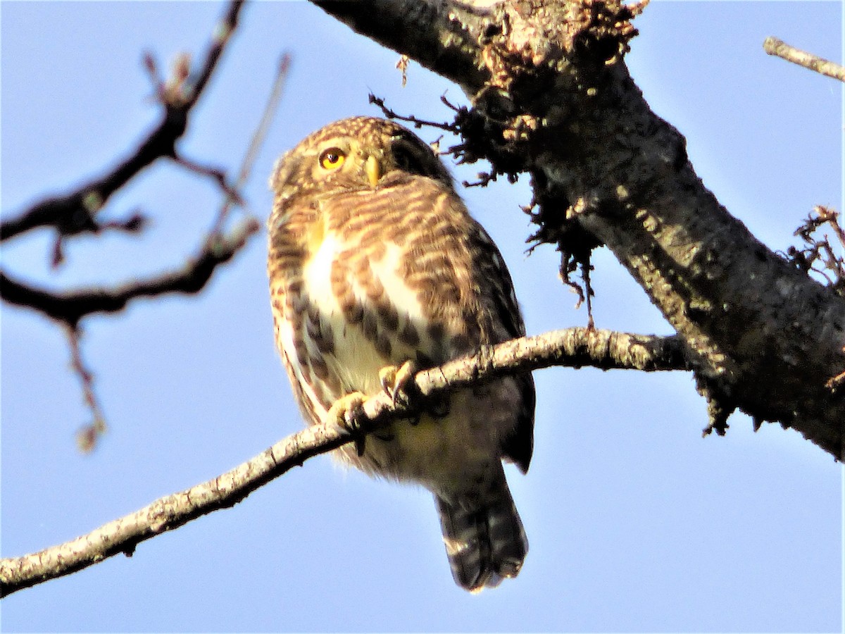 Collared Owlet - ML189163271