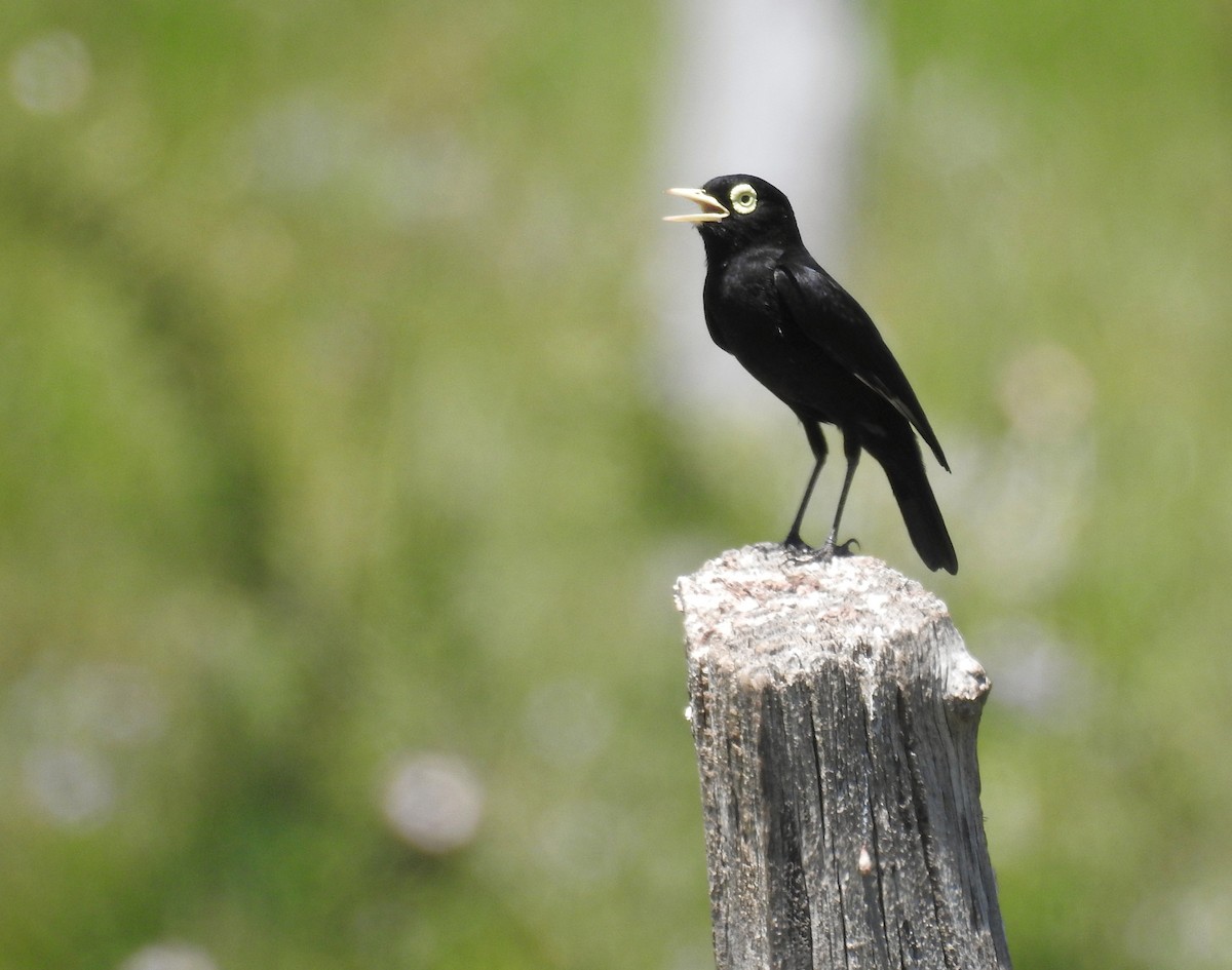 Spectacled Tyrant - ML189163521