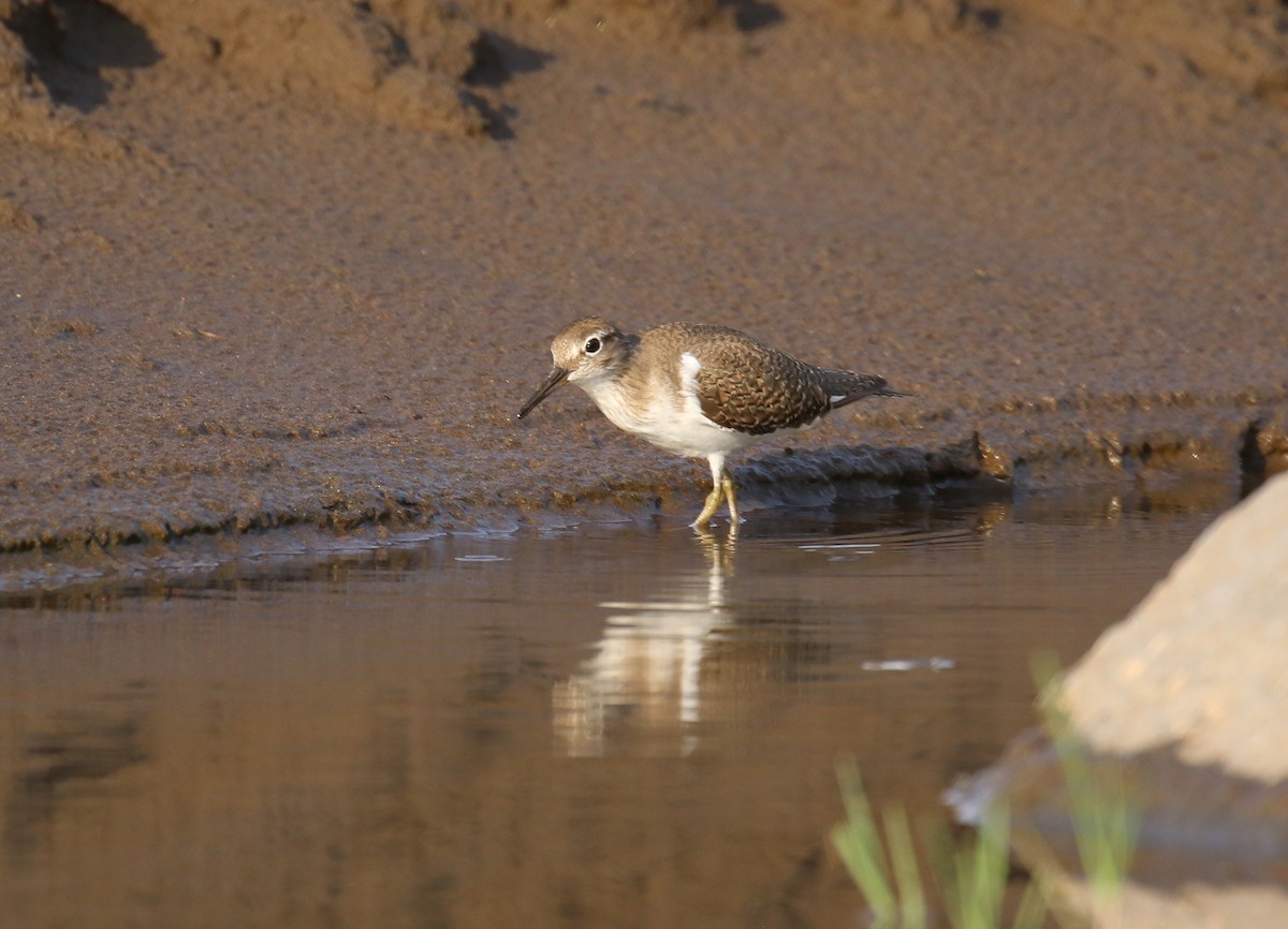 Common Sandpiper - Fikret Ataşalan