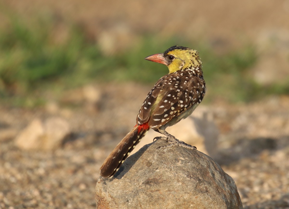 Kara Alınlı Barbet - ML189164541