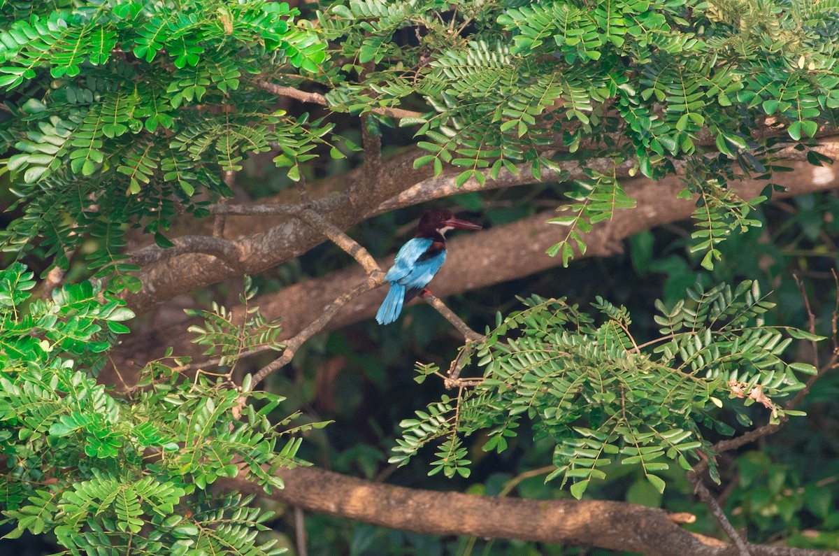 White-throated Kingfisher - ML189164721