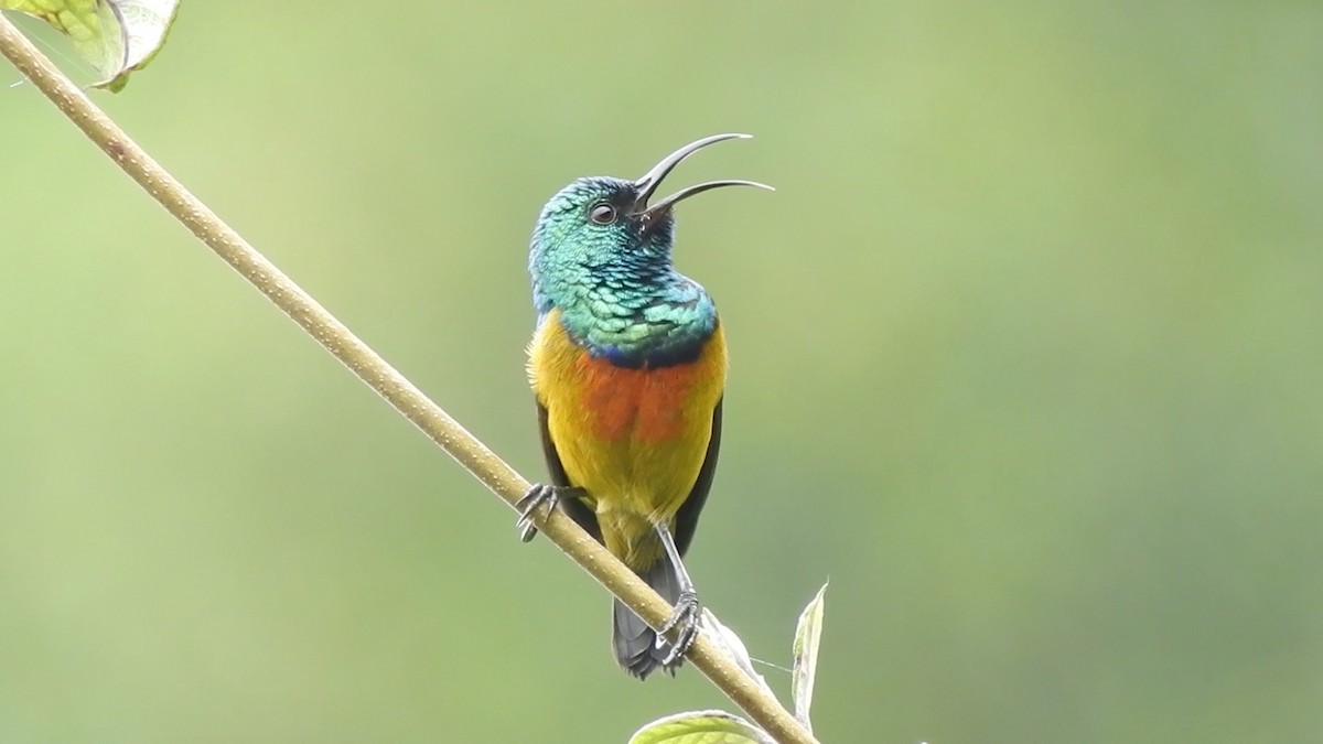 Loveridge's Sunbird - ML189170031