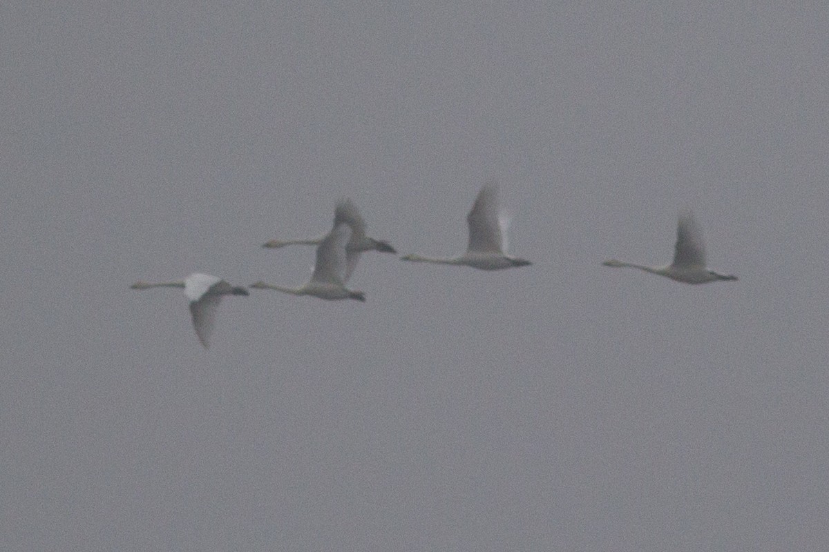 Tundra/Whooper Swan - ML189170201