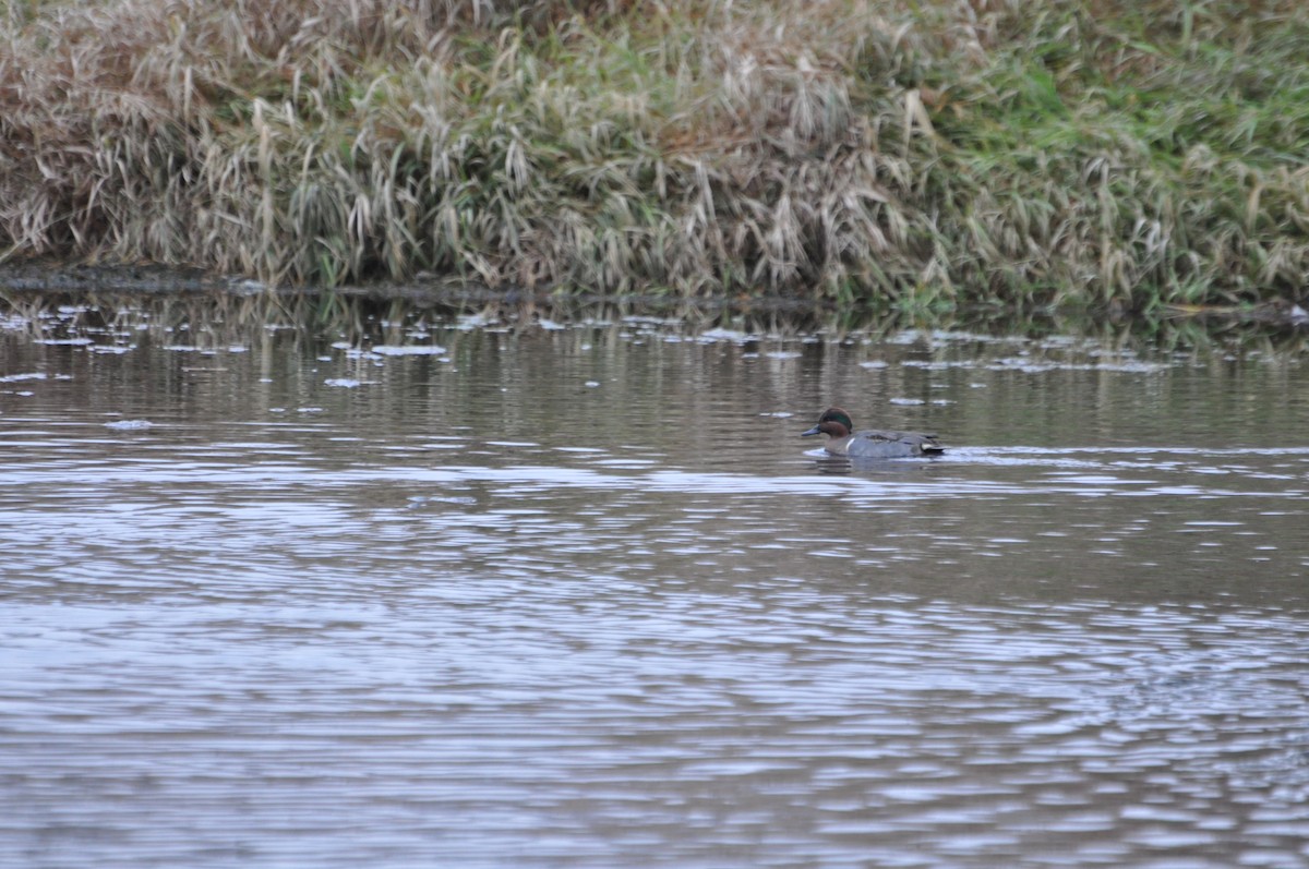 Green-winged Teal - ML189170751