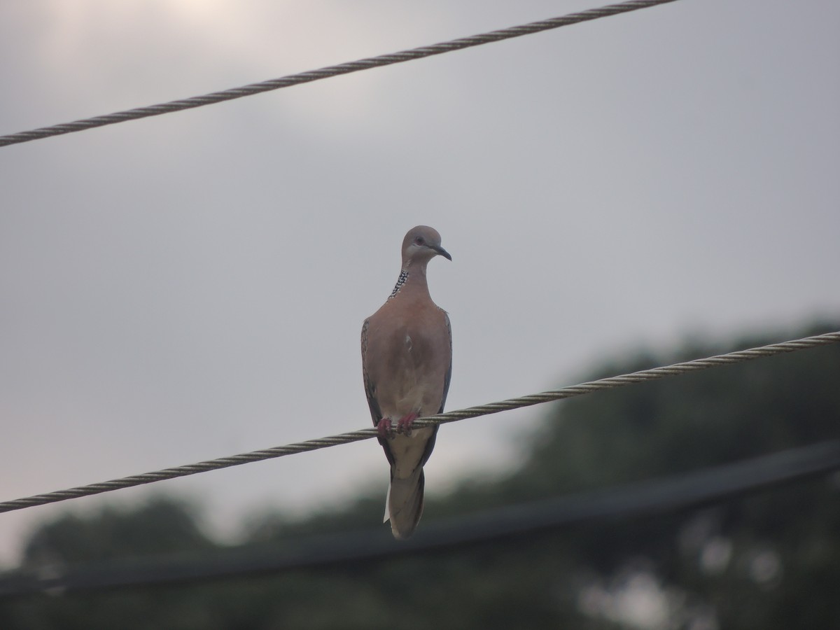 Spotted Dove - ML189172471