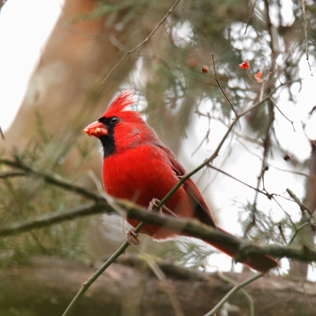 Northern Cardinal - ML189173781