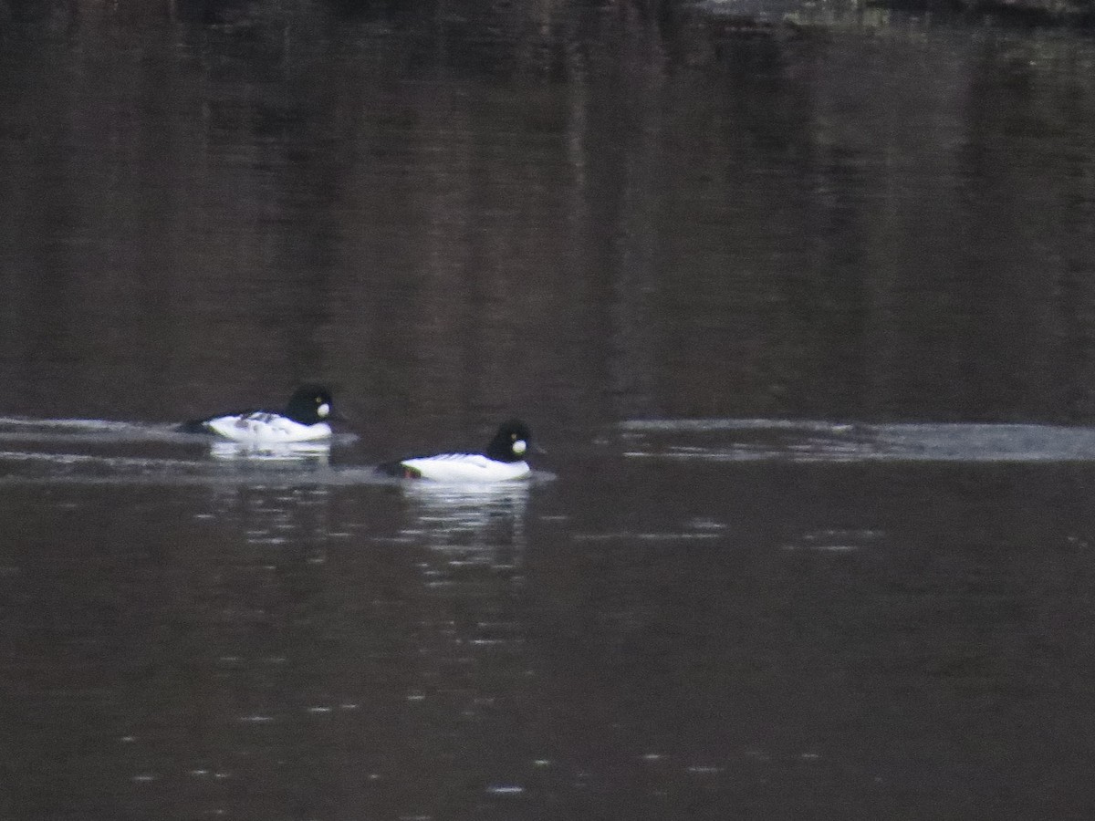 Common Goldeneye - ML189173941