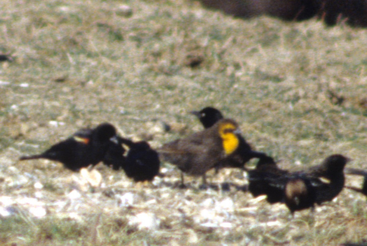 Yellow-headed Blackbird - ML189174601