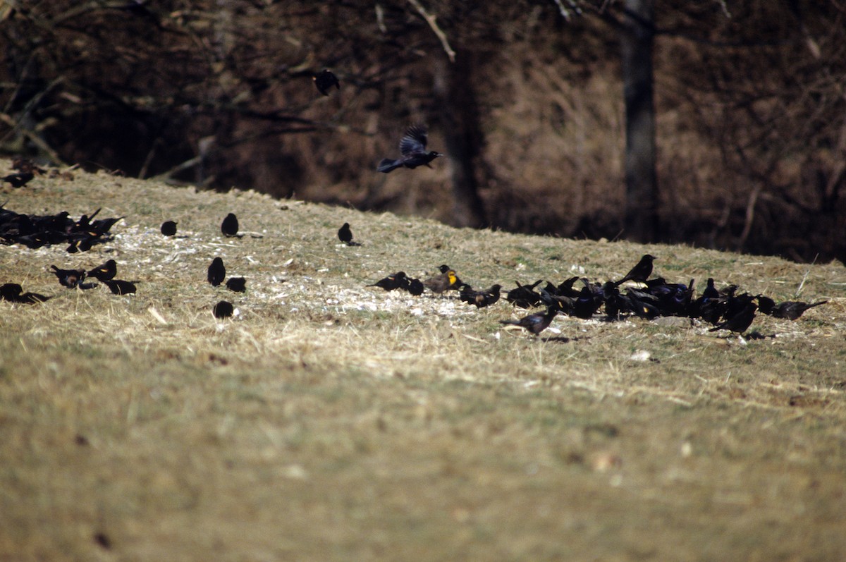 Yellow-headed Blackbird - ML189174621