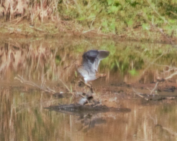Wilson's Snipe - ML189176551