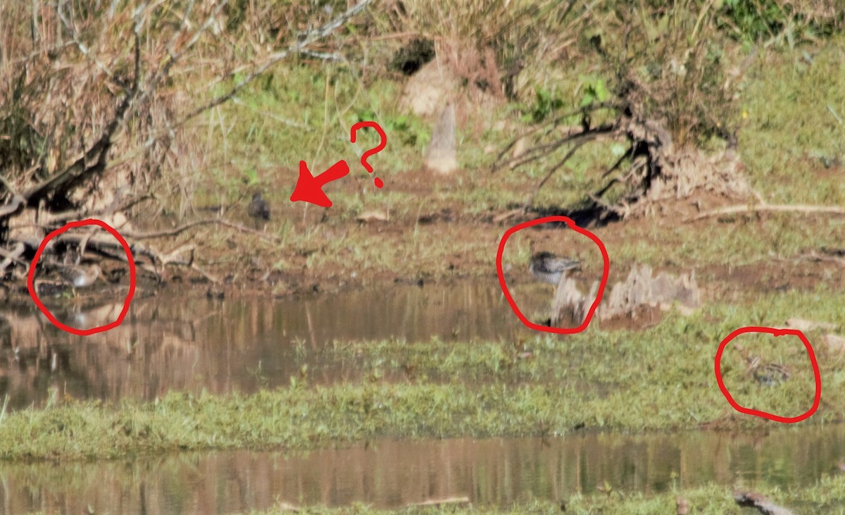 Wilson's Snipe - ML189176561