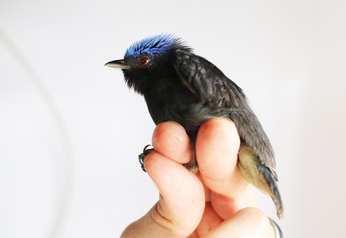 Blue-capped Manakin - ML189177821