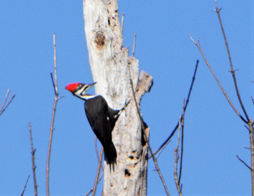 Pileated Woodpecker - ML189177961