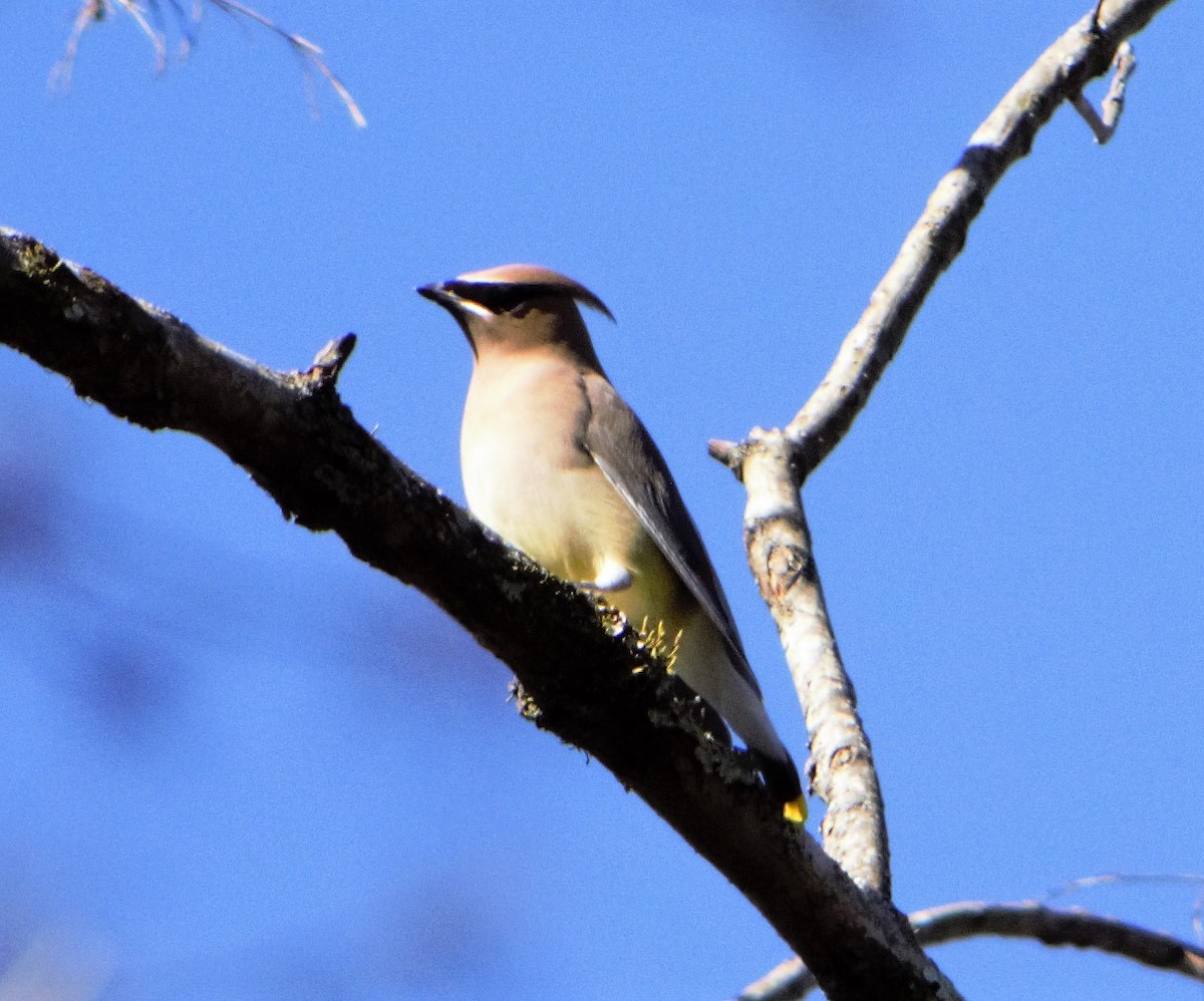 Cedar Waxwing - ML189178081