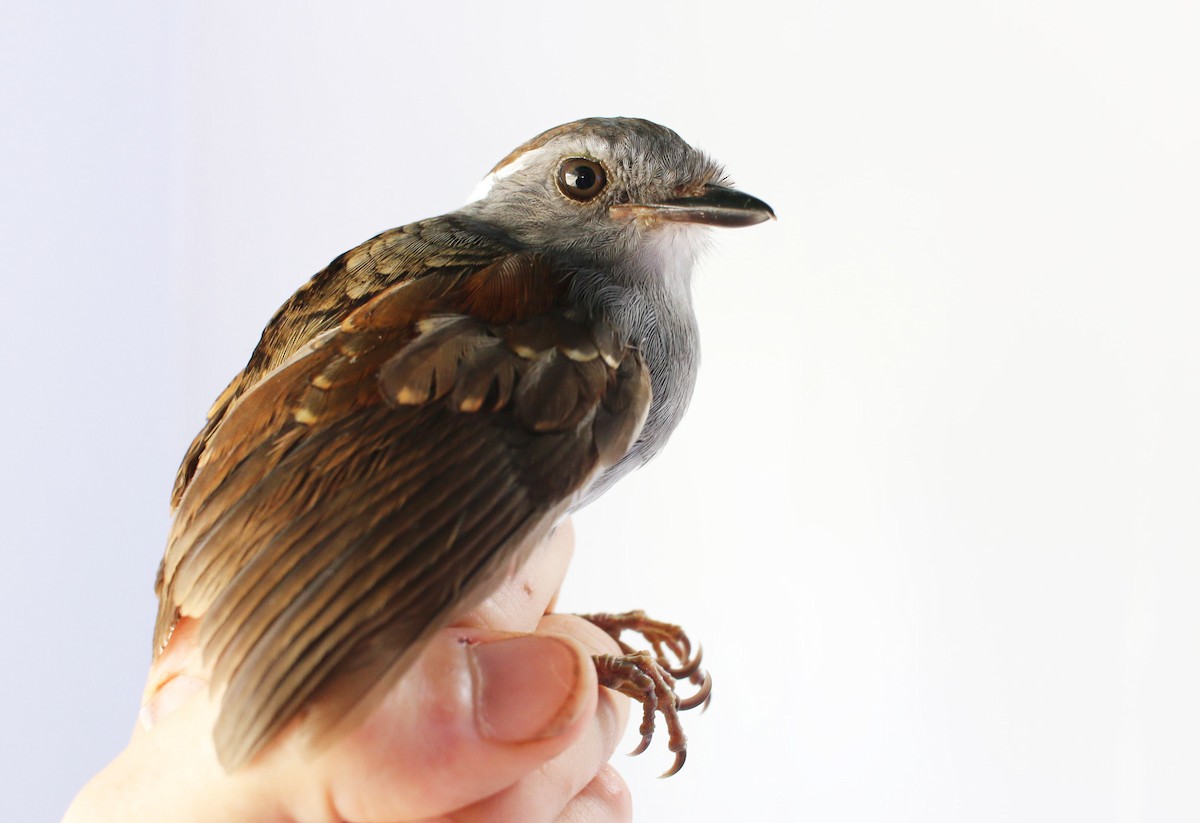 Ash-throated Gnateater - ML189179391