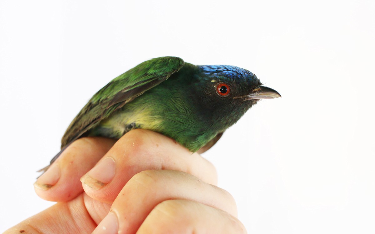 Blue-capped Manakin - ML189180571