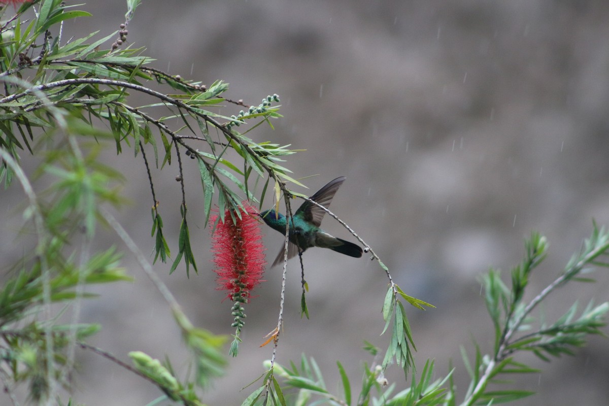 Colibrí Oreja Violeta Menor - ML189180911