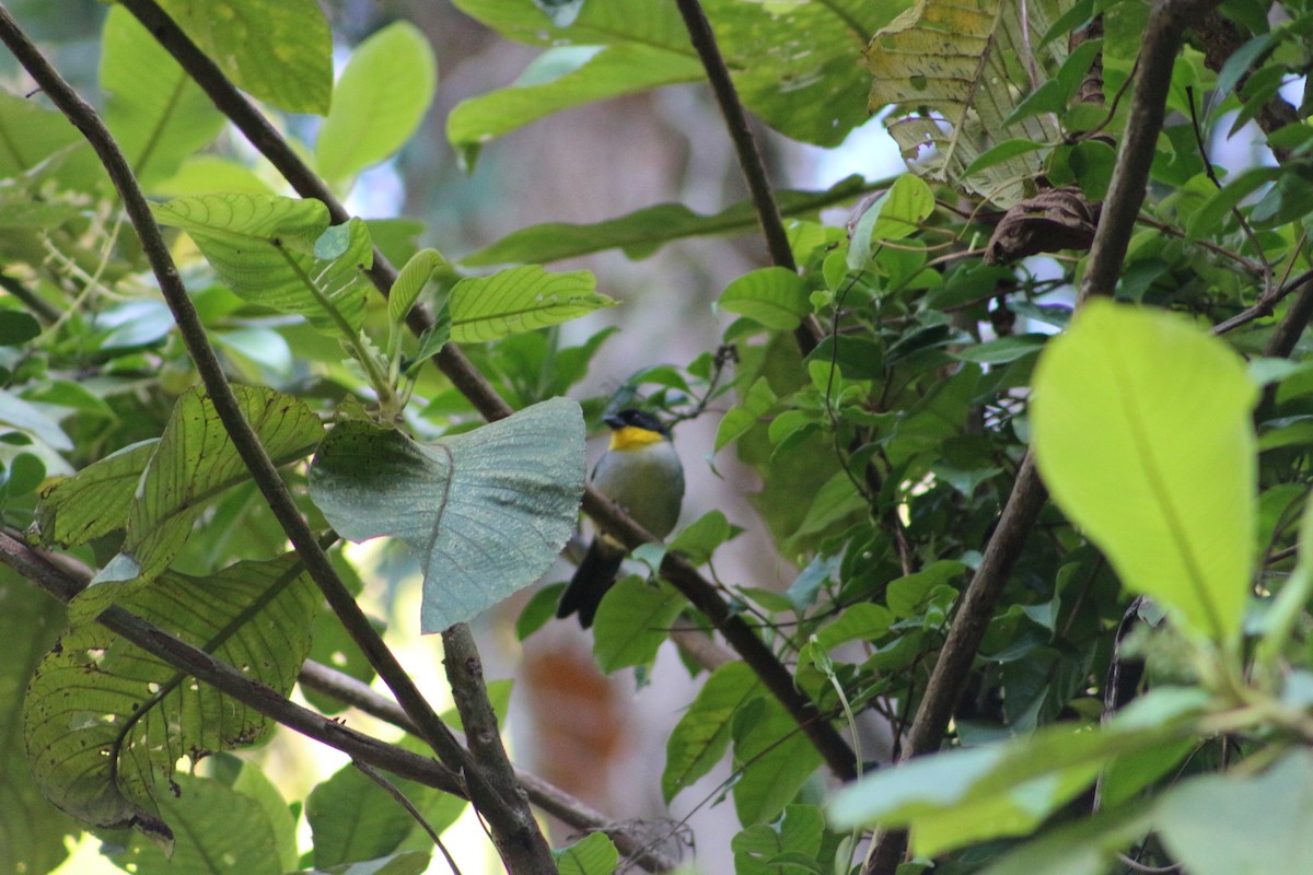 White-naped Brushfinch - ML189181051