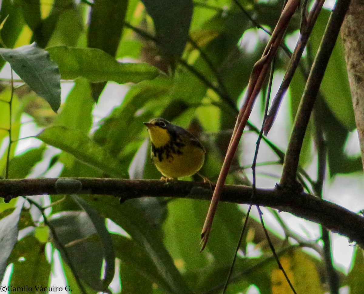 Canada Warbler - ML189181121