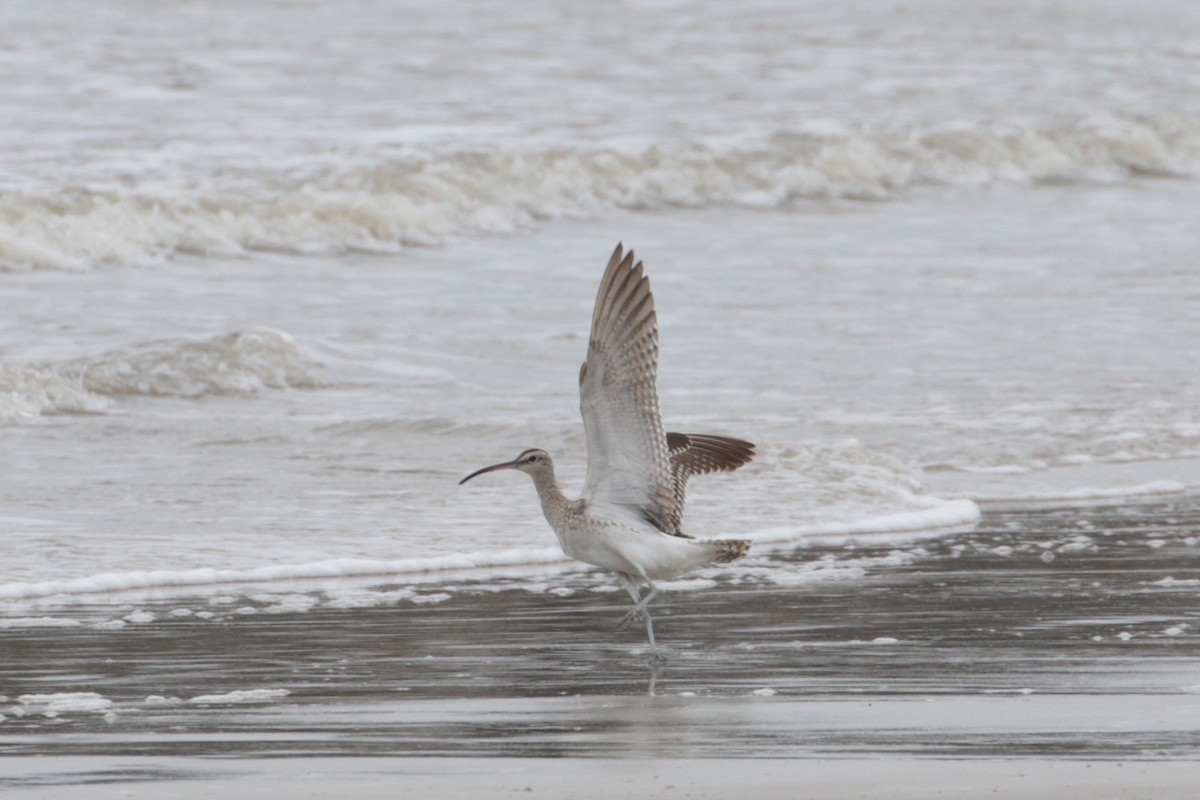 Whimbrel (Steppe) - ML189181321