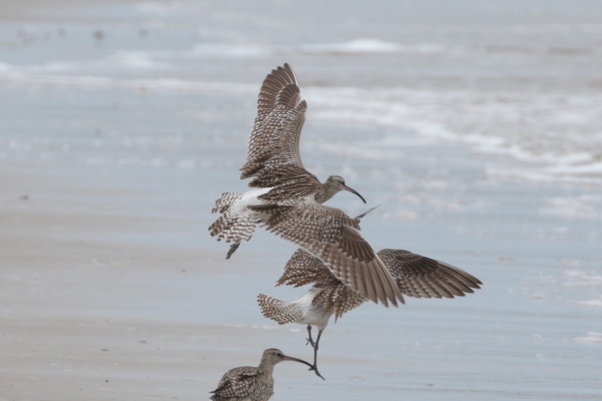 Whimbrel (Steppe) - ML189181331