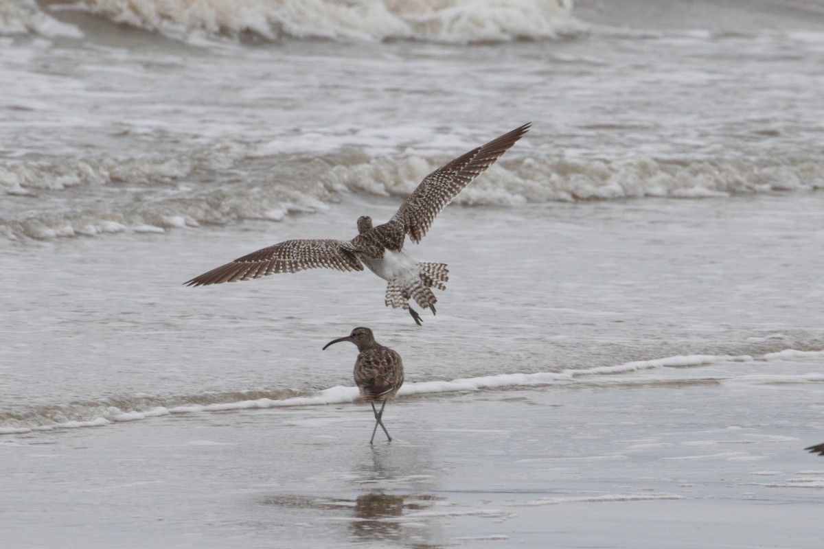 Whimbrel (Steppe) - ML189181391